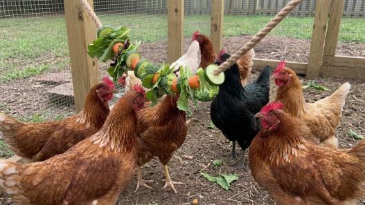 chicken activity ideas