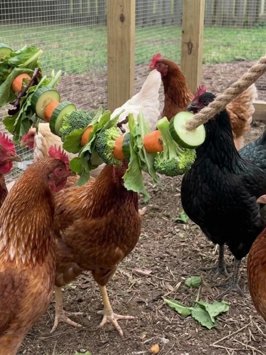 chicken activity ideas