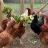 chicken activity ideas