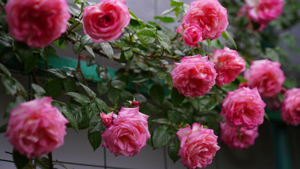 Rose Trellis Ideas