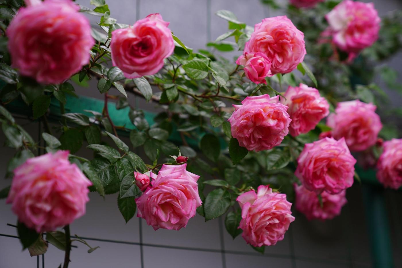 Rose Trellis Ideas