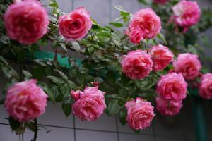 Rose Trellis Ideas