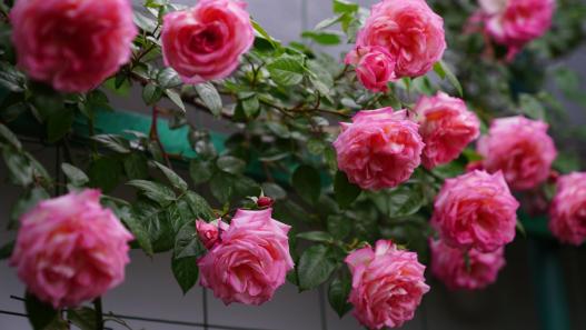 Rose Trellis Ideas