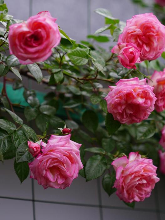 Rose Trellis Ideas