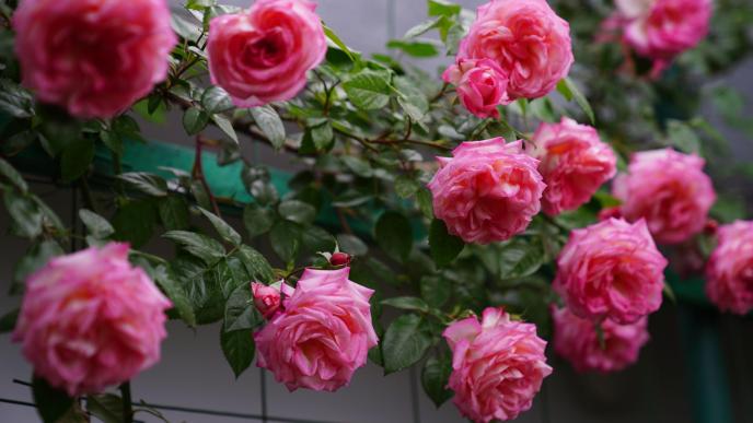 Rose Trellis Ideas