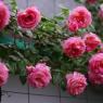 Rose Trellis Ideas