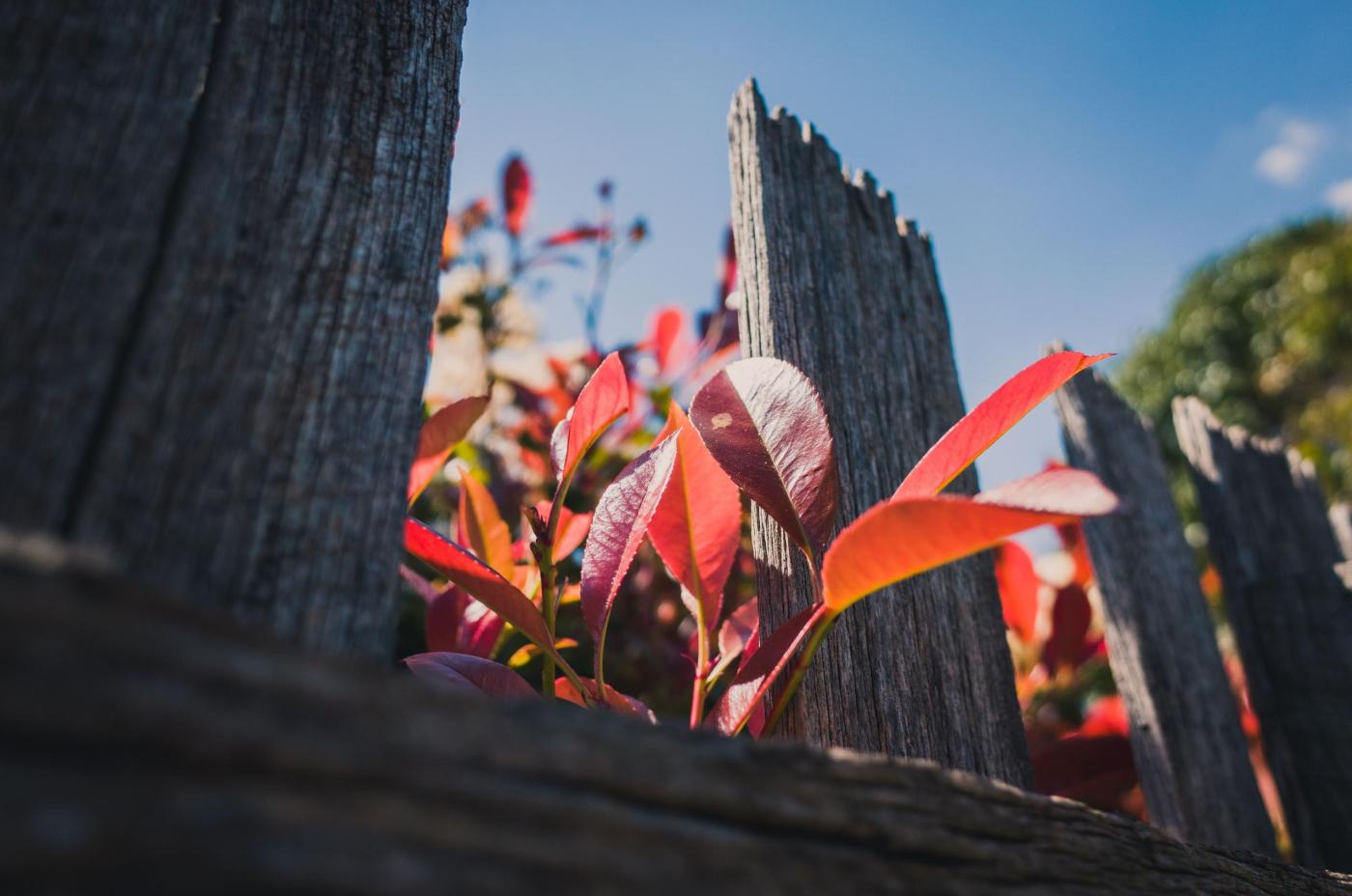 fall garden ideas