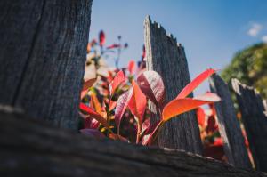 fall garden ideas