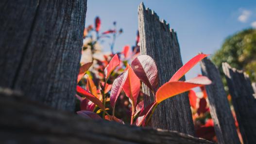 fall garden ideas