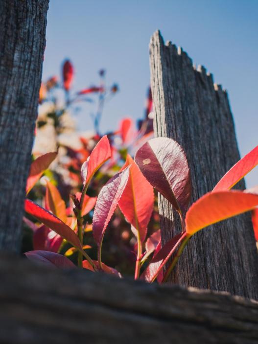 fall garden ideas